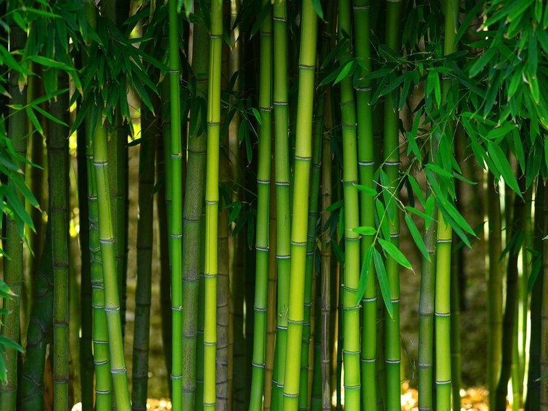 bamboo from Life Style Floors in Chagrin Falls